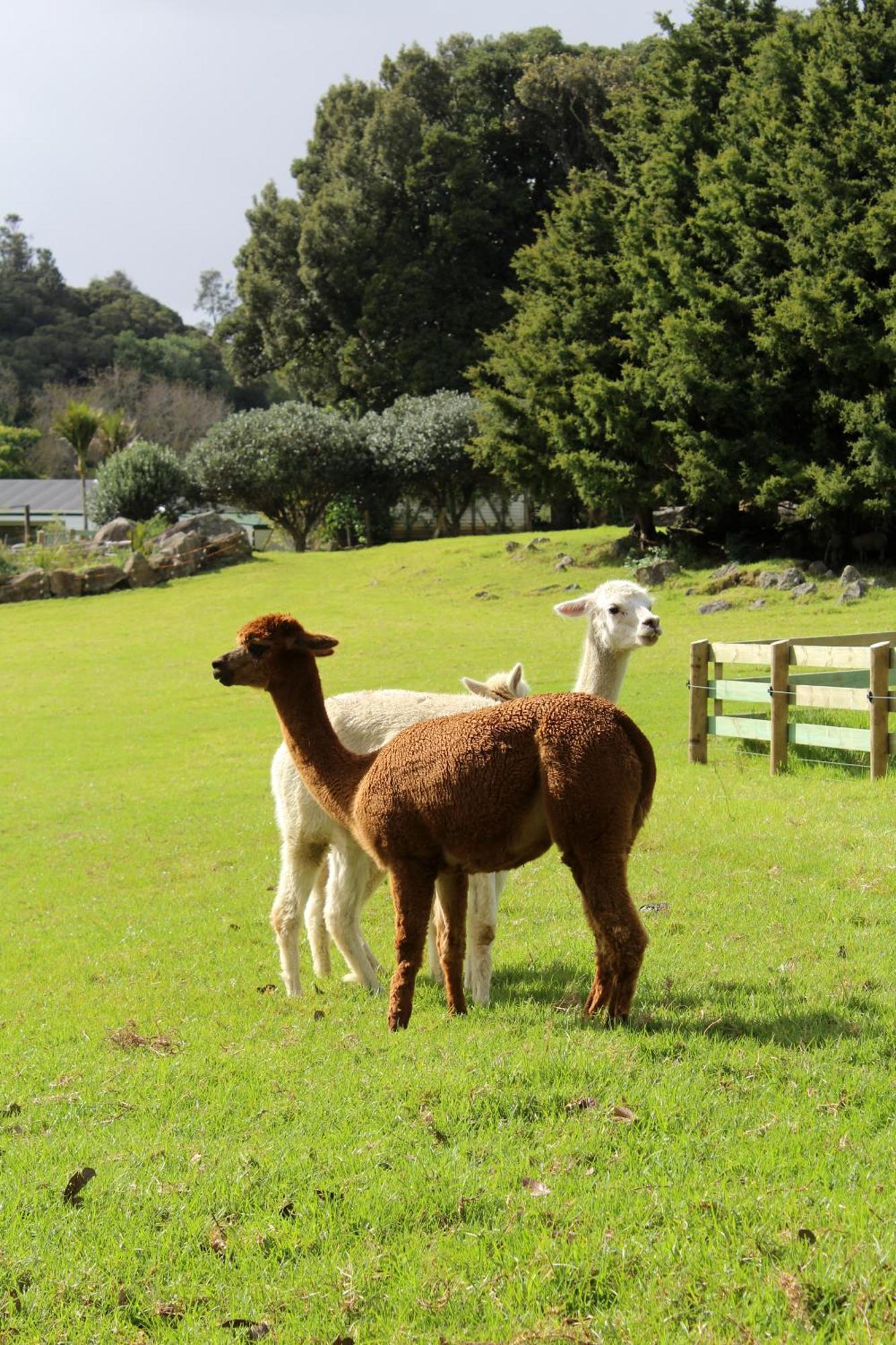 Highlander Farmstay - Cabins Whangarei Exterior photo